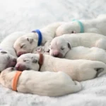 camada de perros blancos