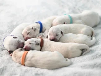 camada de perros blancos